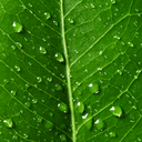 Leaf